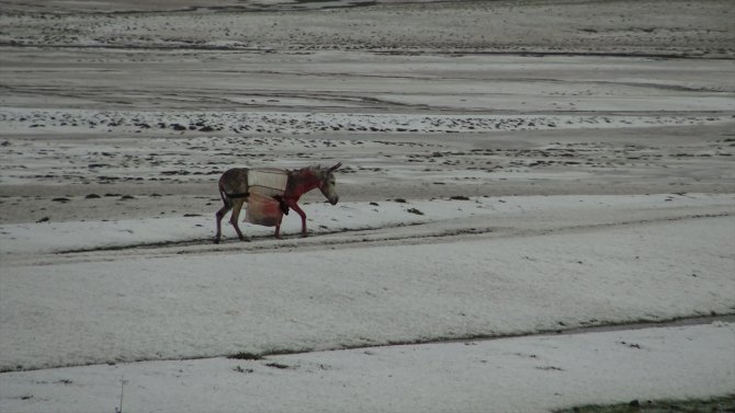 Kars'ta dolu nedeniyle 50 küçükbaş hayvan telef oldu