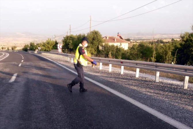 Jandarma kaplumbağaların zarar görmemesi ve trafik güvenliği için devriye geziyor