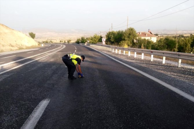 Jandarma kaplumbağaların zarar görmemesi ve trafik güvenliği için devriye geziyor