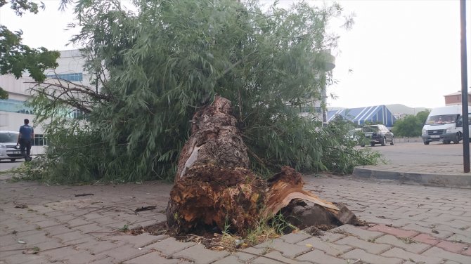 Bingöl'de şiddetli rüzgar hastane bahçesindeki ağacı devirdi