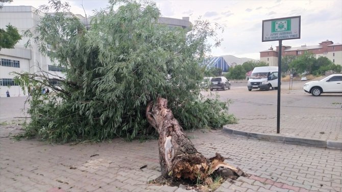 Bingöl'de şiddetli rüzgar hastane bahçesindeki ağacı devirdi