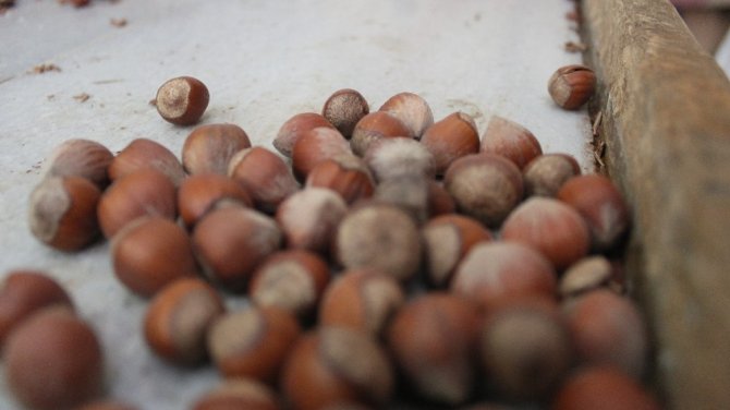 Bu sene fındıkta rekolte düşük