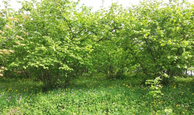 Bu sene fındıkta rekolte düşük