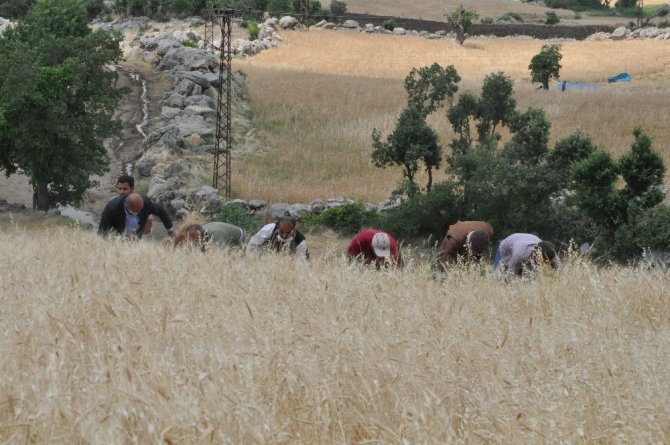 Şırnak’ta ’dengbej’ eşliğinde buğday hasadı başladı