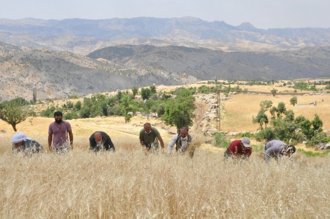 Şırnak’ta ’dengbej’ eşliğinde buğday hasadı başladı