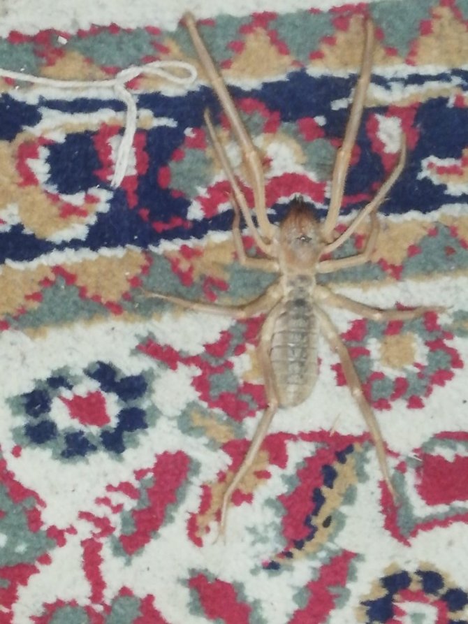 Sarı kız örümceği akrebin düşmanı