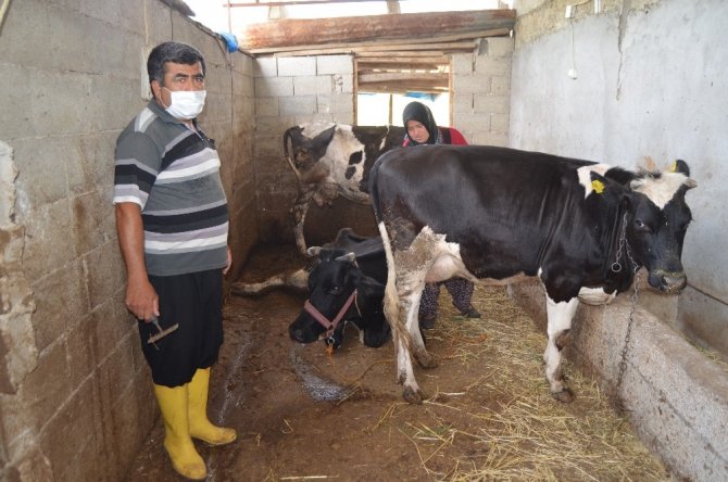 Engelli vatandaş, İŞKUR desteğiyle hayvancılık yapmaya başladı