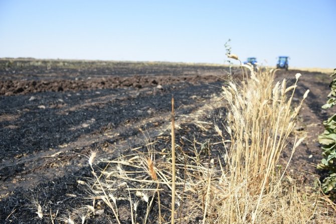 Siverek’te 50 dönümlük buğday ekili tarla yandı