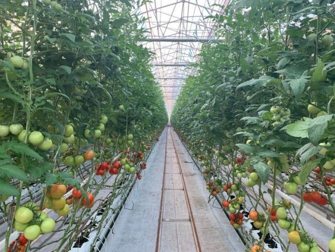 Fabrika baca atıklarıyla ısıtılan serada domates yetiştiriyorlar