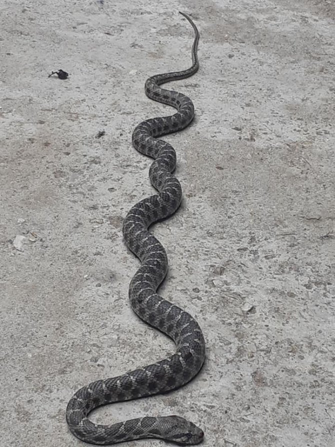 Nazilli’de çatıdaki yılan korkuttu