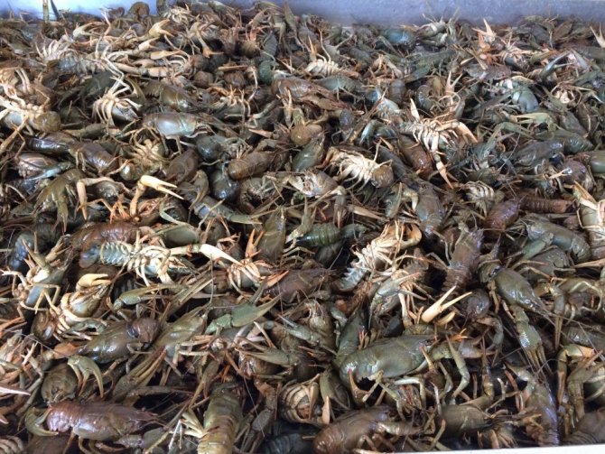 Eğirdir gölünde Kerevit bereketi