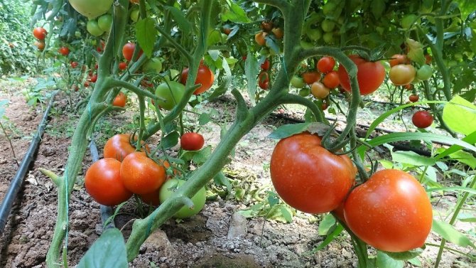 Sera domatesi, üreticisini üzdü