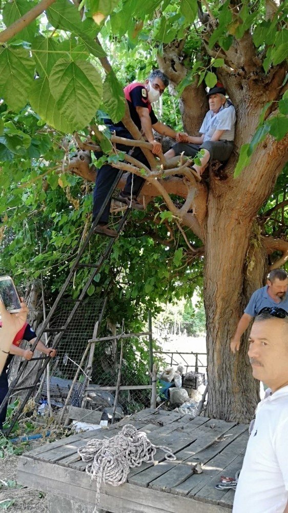 Ağaçta Mahsur Kalan Yaşlı Adamı İtfaiye Kurtardı