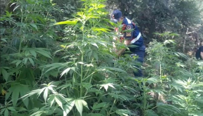Manisa’da ormanlık araziyi uyuşturucu bahçesine çevirmişler