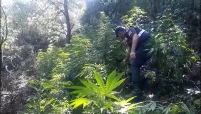 Manisa’da ormanlık araziyi uyuşturucu bahçesine çevirmişler