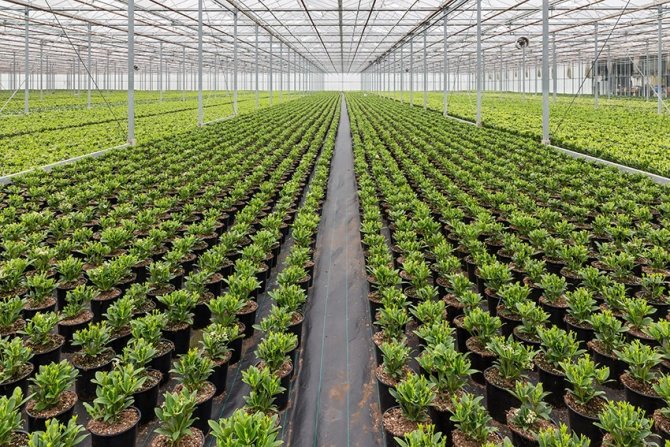 Nilüfer Belediyesi süs bitkilerini kendisi üretecek
