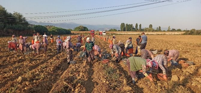 Tarım işçileri korona virüse ve sıcağa rağmen yoğun mesaide