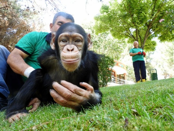 Şempanze Can’ın ziyaretçi mutluluğu
