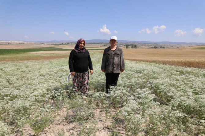 Eskişehir’de kadın çiftçiler odaklı anason bitkisi üretimi