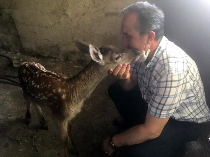 Başkan ormanda bulduğu geyik yavrusunu Milli Parklara teslim edildi
