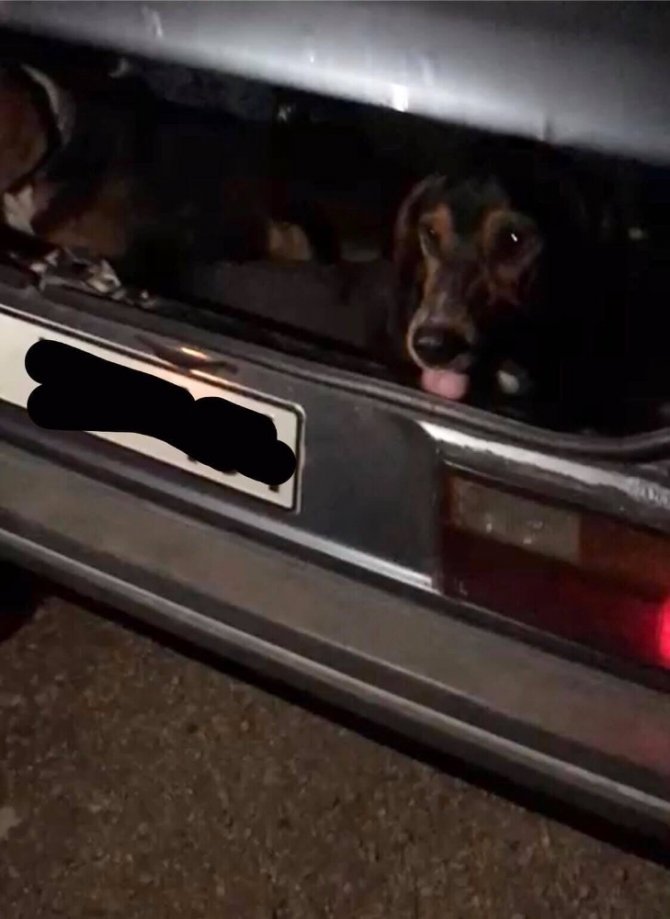 Aracın bagajında av köpekleriyle yakalandılar