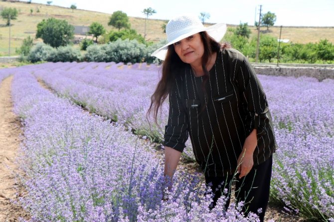 56 yaşındaki kadın önce hayalini kurdu, sonra lavanta bahçesini oluşturdu