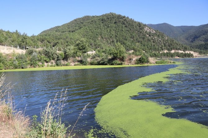 Alg patlaması yaşanan göl yeşil örtüyle kaplandı