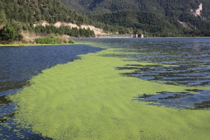 Alg patlaması yaşanan göl yeşil örtüyle kaplandı