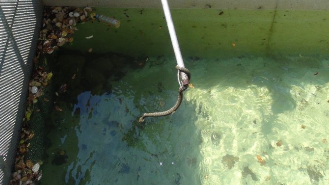 Sulama kanalında yılan paniği