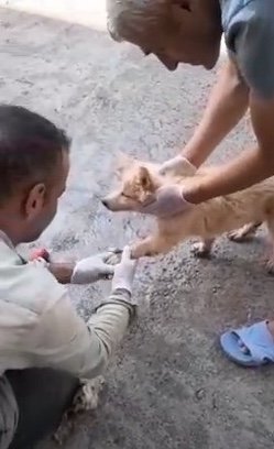 Ayakları asfalta yapışan yavru köpek böyle kurtarıldı