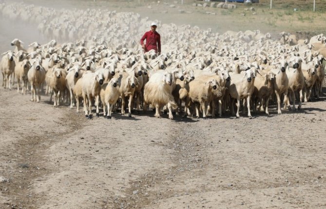 “Köyde yaşamak için ‘bir sürü’ neden projesi” protokolü koyun sürülerinin arasında imzalandı