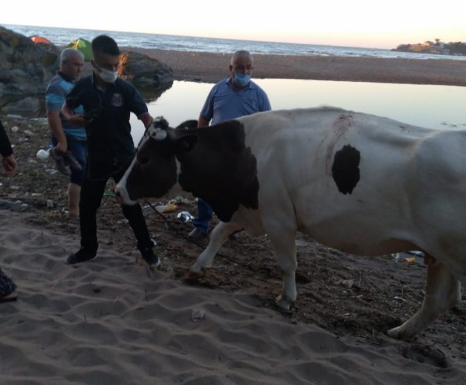 Bataklıkta mahsur kalan inek AFAD tarafından kurtarıldı