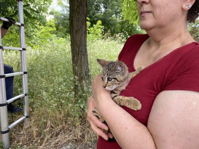 Agacta Mahsur Kalan Yavru Kedi Icin Itfaiye Seferber Oldu