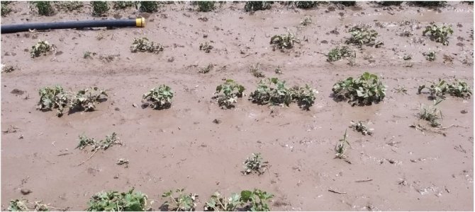 Şiddetli yağış ve dolu tuz üreticileriyle kavun tarlalarını vurdu