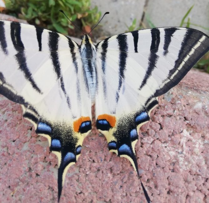 Çelikhan’da zebra çatal kuyruklu kelebek görüldü