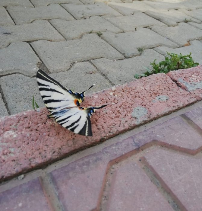 Çelikhan’da zebra çatal kuyruklu kelebek görüldü