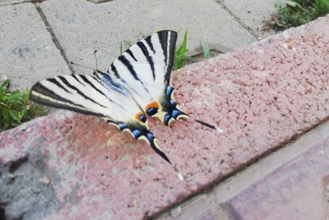 Çelikhan’da zebra çatal kuyruklu kelebek görüldü
