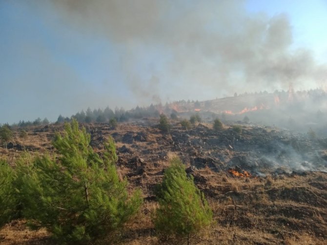 Gaziantep’te orman yangınında 2 hektarlık alan zarar gördü