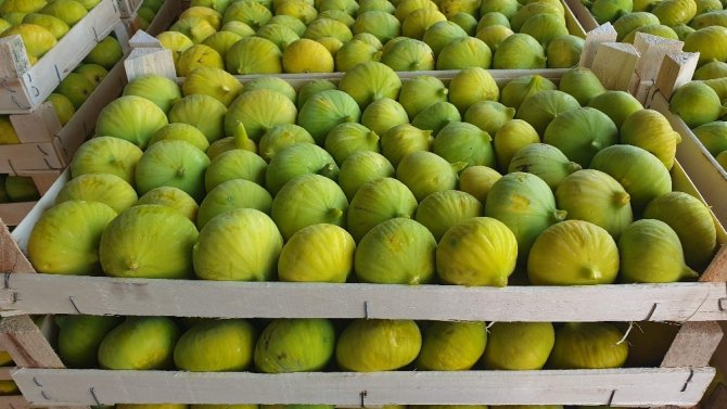 Toprak Mahsulleri Ofisi kuru incir alımına devam edecek