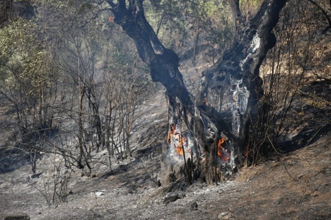 Başkan Çerçioğlu’ndan zeytin ağaçları yanan çiftçiye destek