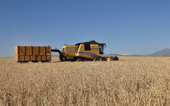 Ahlat’ta 70 bin ton buğday hasadı bekleniyor