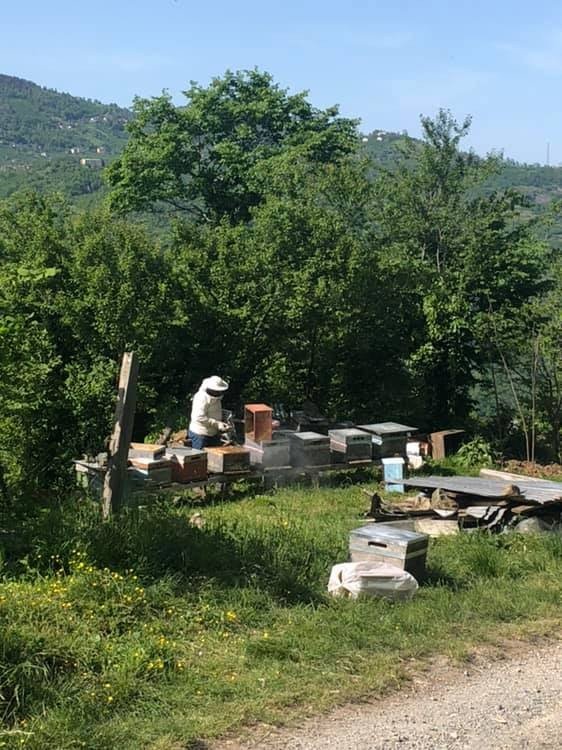 Bal üreticisi arı sokması sonucu hayatını kaybetti