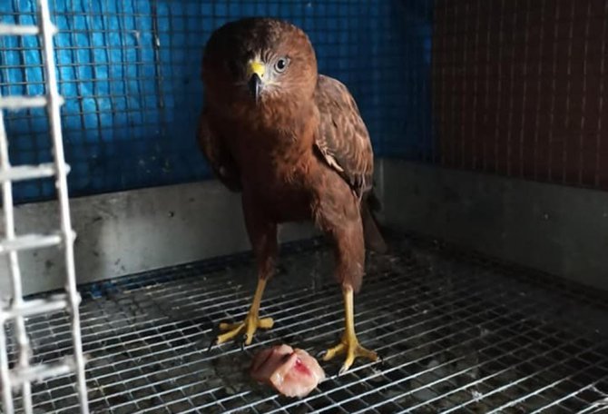 Ardahan’da bulunan şahin ve kukumav kuşu Kars’ta tedavi altına alındı