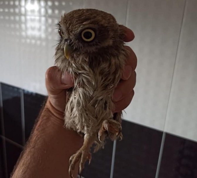Ardahan’da bulunan şahin ve kukumav kuşu Kars’ta tedavi altına alındı