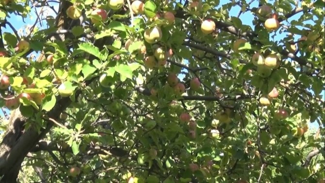 Muş’ta elma hasadına başlandı