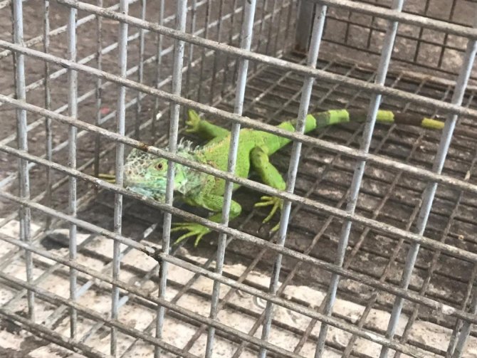 Taksici durakta iguanayı görünce şaştı kaldı