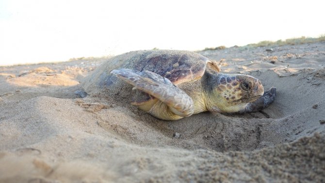 Antalya’da deniz kaplumbağası yuvaları rekor sayıya ulaştı