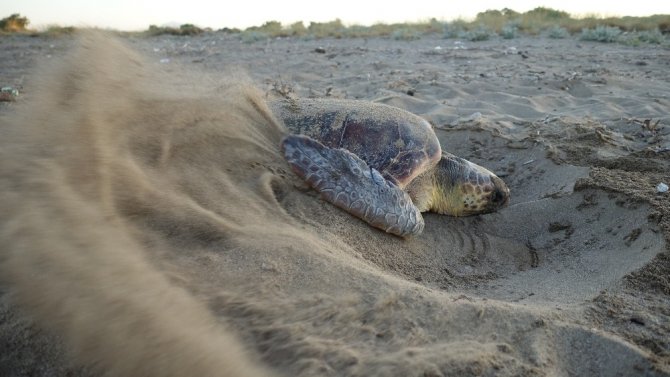 Antalya’da deniz kaplumbağası yuvaları rekor sayıya ulaştı