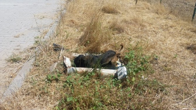 Diyarbakır’da mahsur kalan köpeği itfaiye ekipleri kurtardı