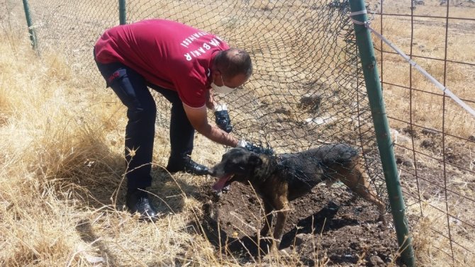 Diyarbakır’da mahsur kalan köpeği itfaiye ekipleri kurtardı